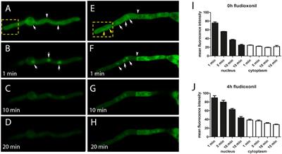 Ypd1 Is an Essential Protein of the Major Fungal Pathogen Aspergillus fumigatus and a Key Element in the Phosphorelay That Is Targeted by the Antifungal Drug Fludioxonil